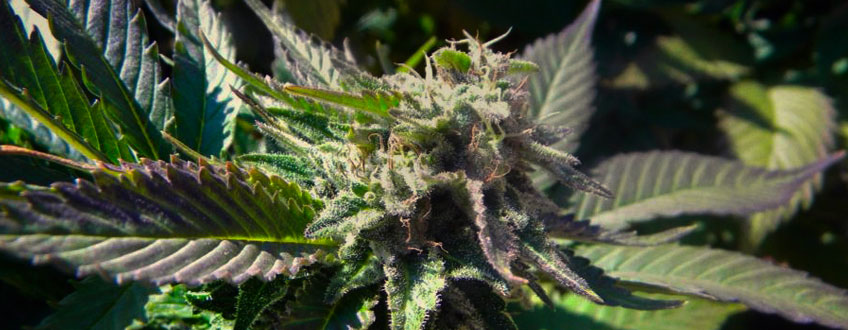 White Widow White Widow