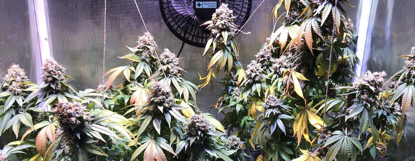 White Widow White Widow