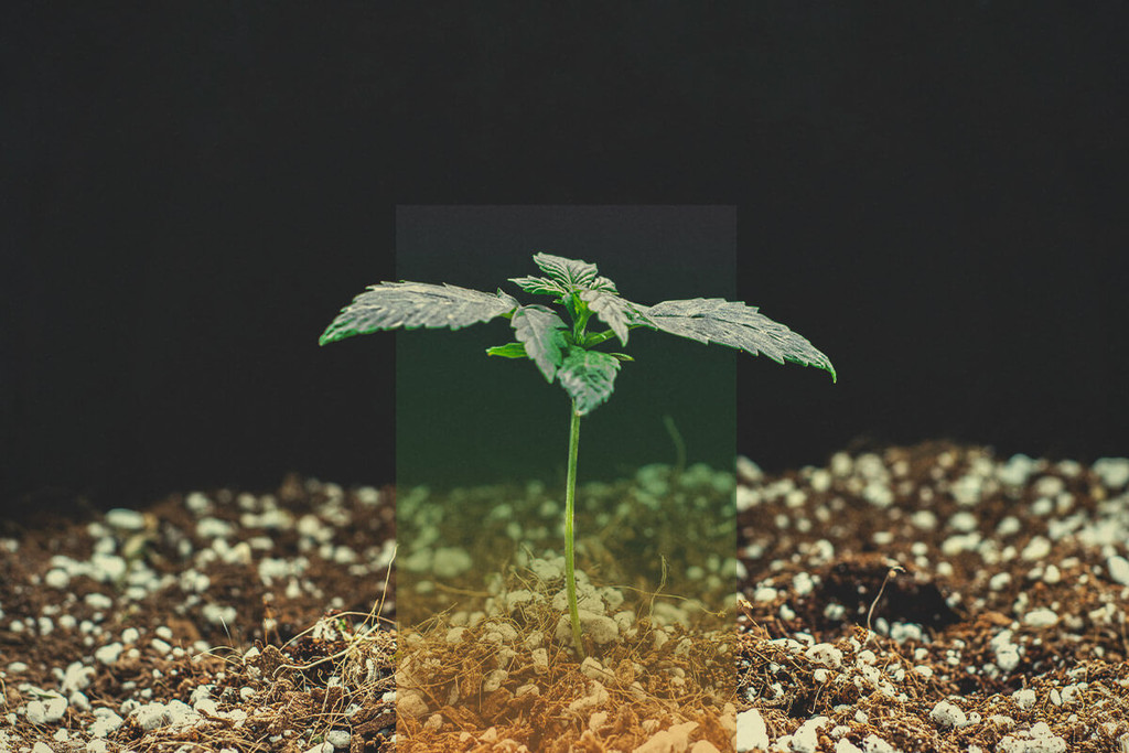 Germinação da semente de canábis — Guia de resolução de problemas
