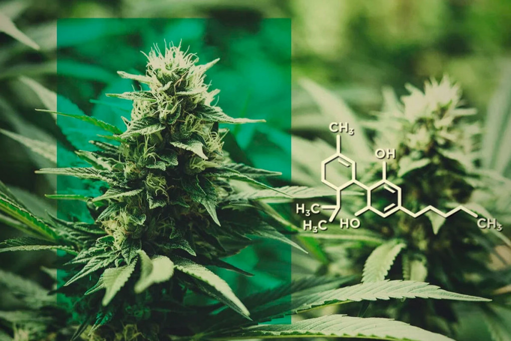 Flor de CBD: Doseie o CBD sem o THC