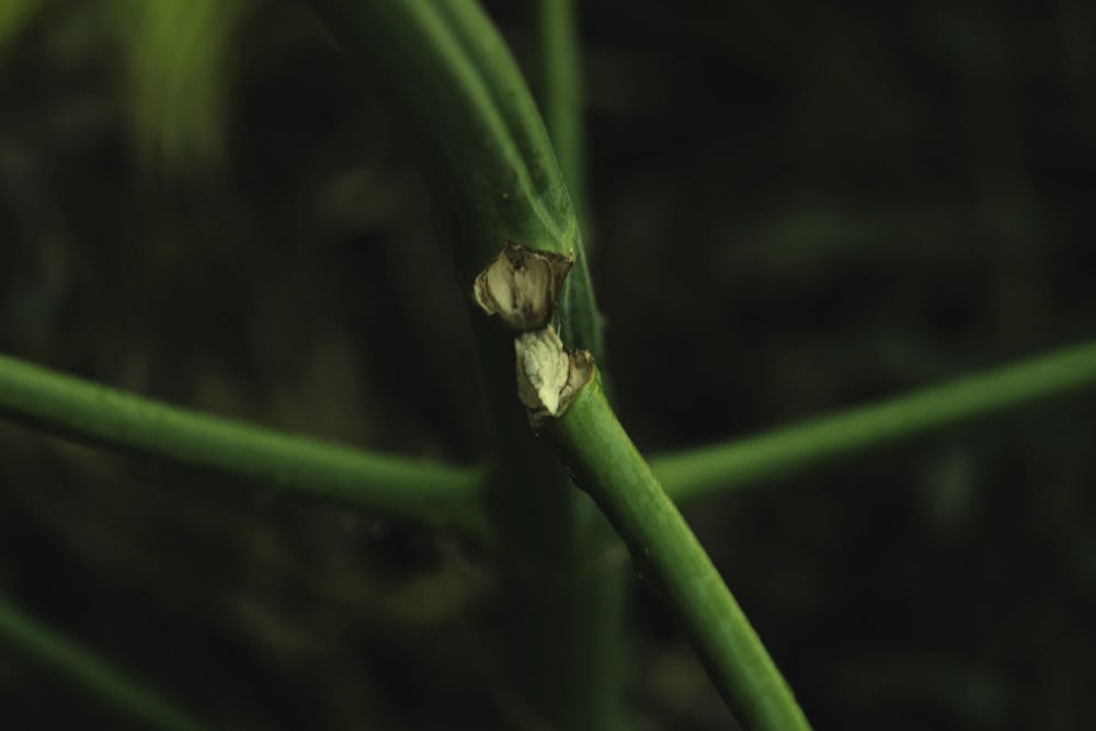 Broken StemComo reparar os caules de canábis quebrados e dobrados