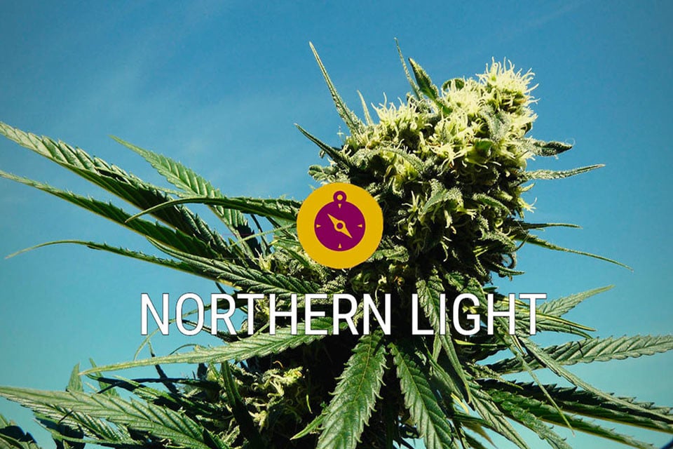 Northern Lights. Uma Canábis Clássica e Verdadeira Lenda Indica