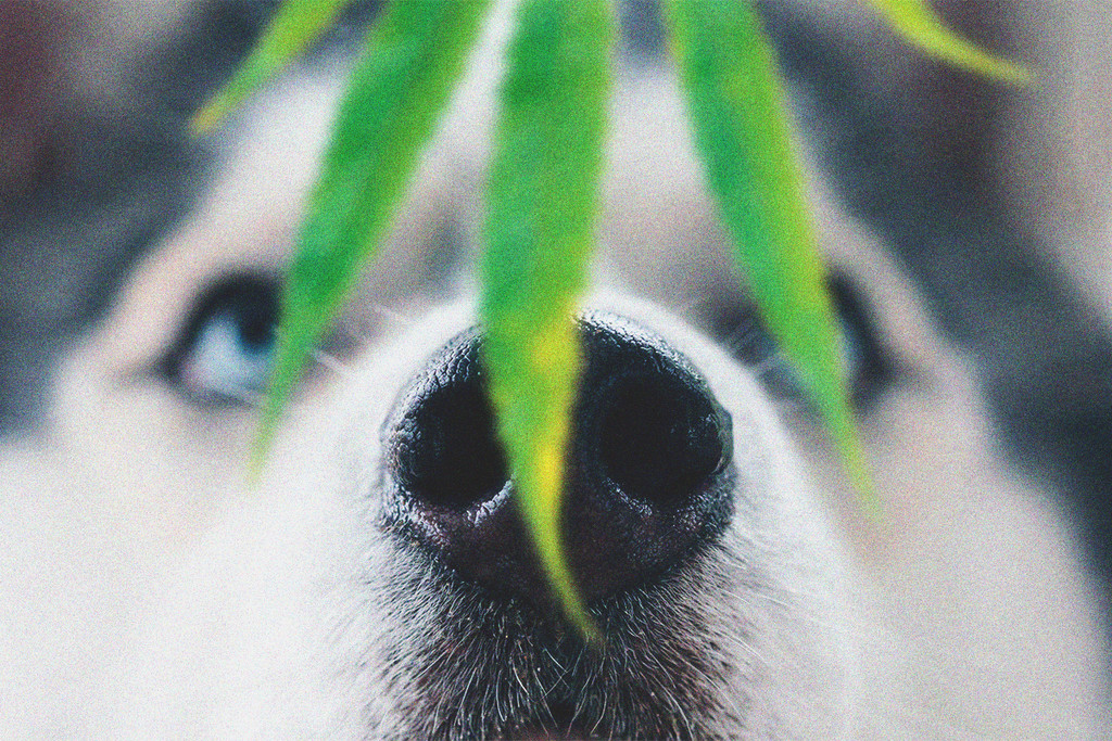 Animais de Estimação e a Toxicidade da Canábis: O que Fazer se o Seu Cão Ficar Mocado