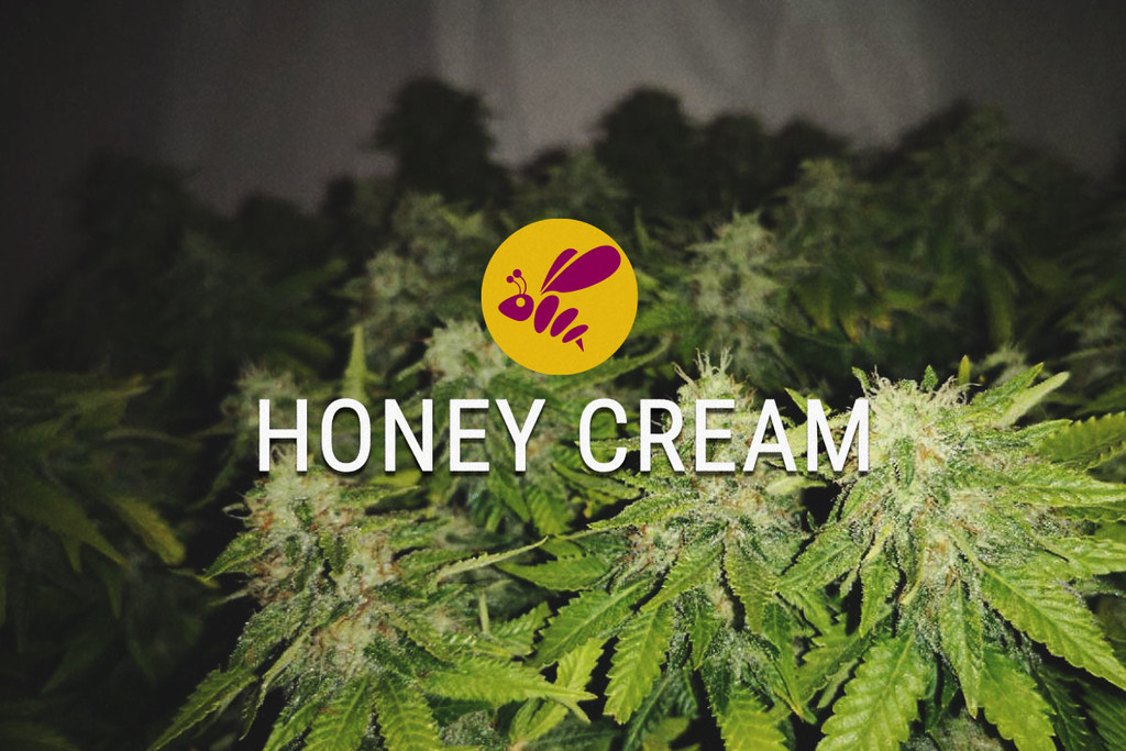 Honey Cream: Doce em Todos os Sentidos