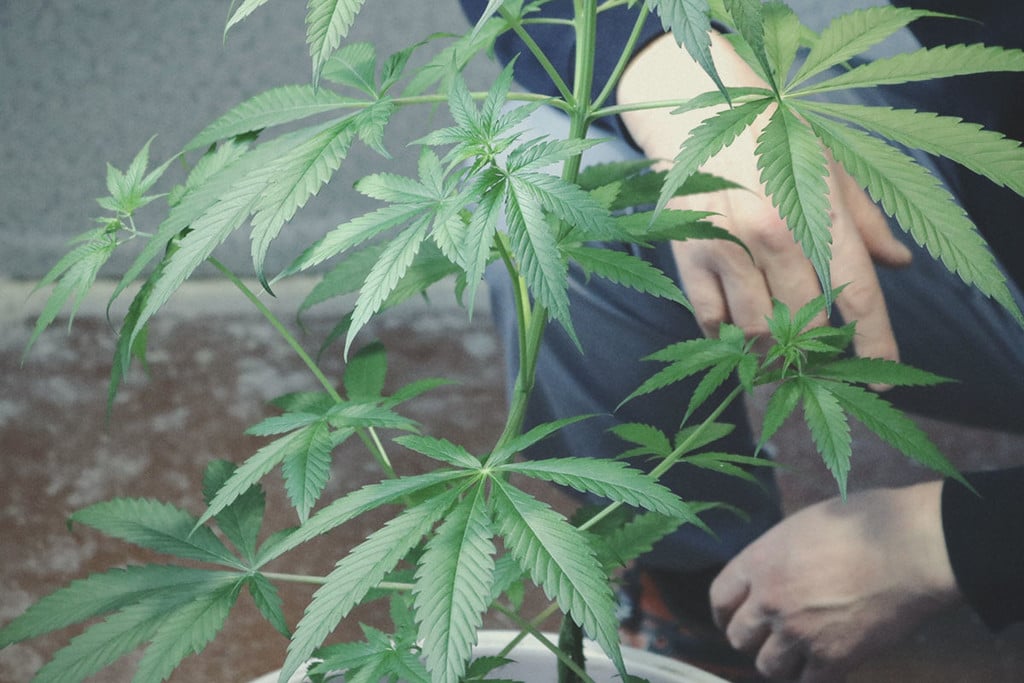 Cultivar marijuana medicinal