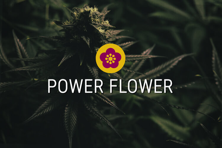 Power Flower Feminized Cannabis Seeds