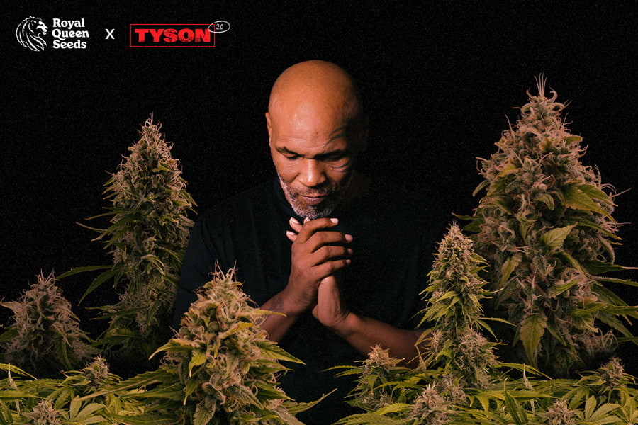 25.01 (new - Blog) Tyson x Royal Queen Seeds
