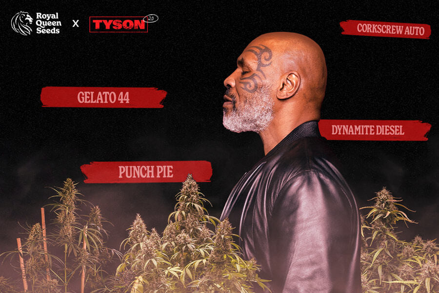 15.02 (new - Blog) Tyson Strains