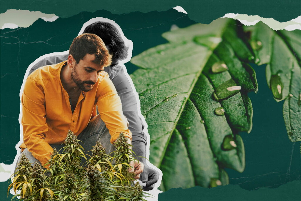 O que é o hidátodo da canábis? Tudo o que precisa de saber