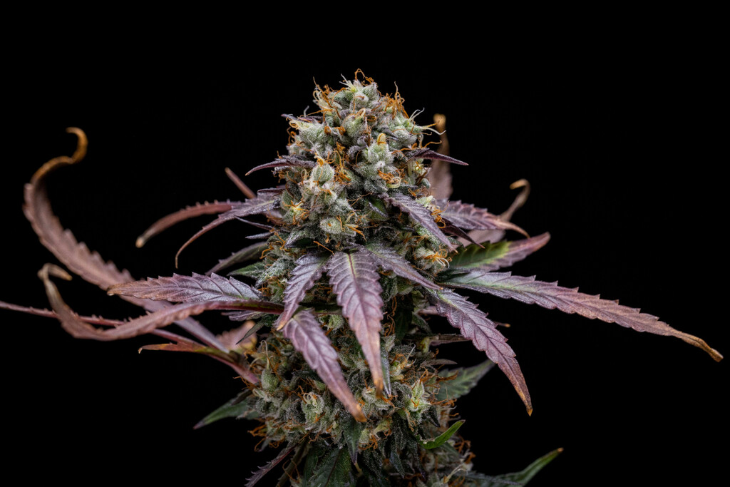 Relatório de cultivo da North Thunderfuck Auto semana a semana