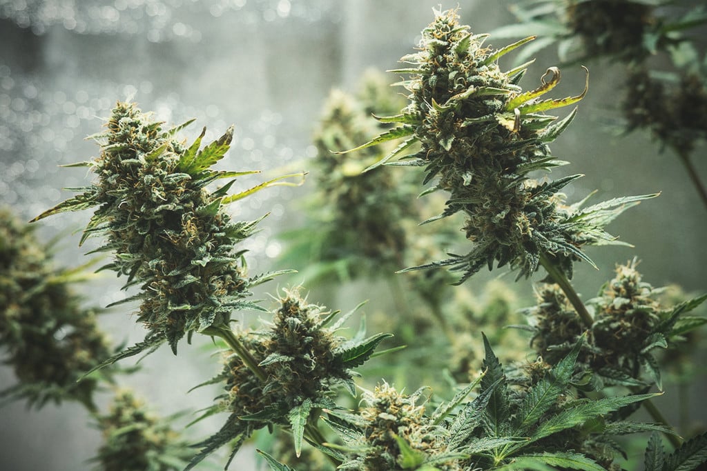 Dicas para cultivar canábis autoflorescente no interior