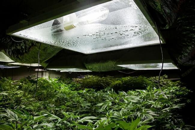 Cultivo de canábis no interior: humidade relativa e temperaturas