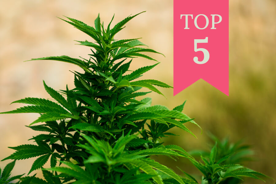 Top 5 melhores estirpes feminizadas para cultivar no exterior (2026)