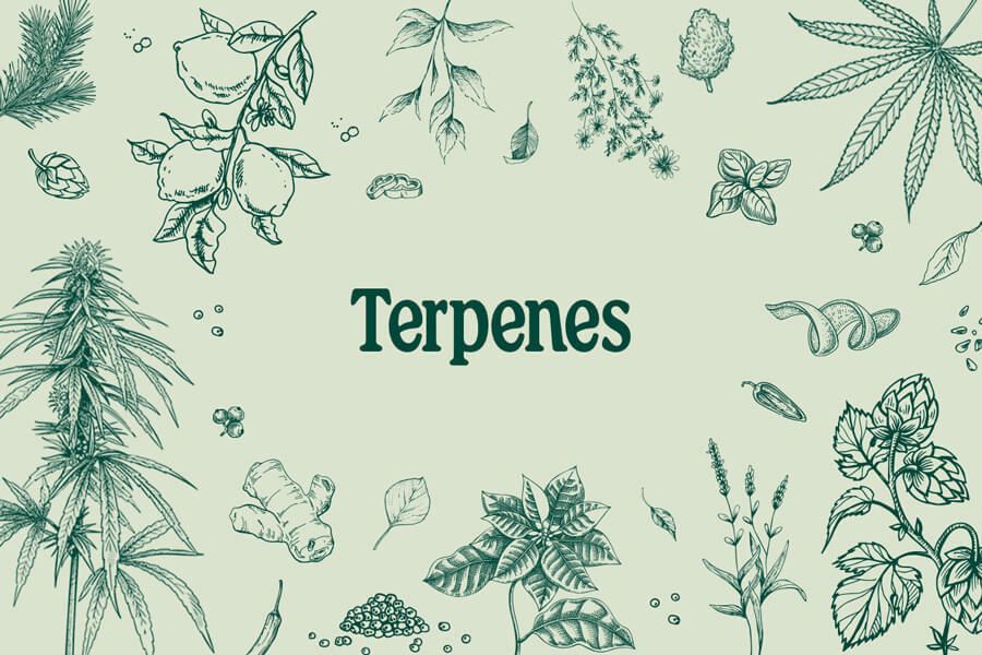 Terpenos da Canábis: Como Funcionam e os Respetivos Efeitos