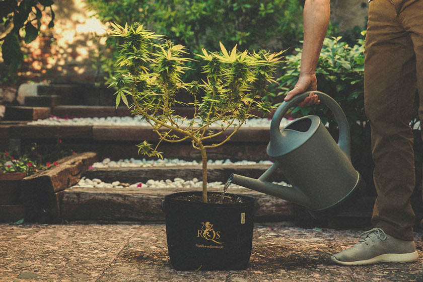 Como e quando lavar as plantas de marijuana