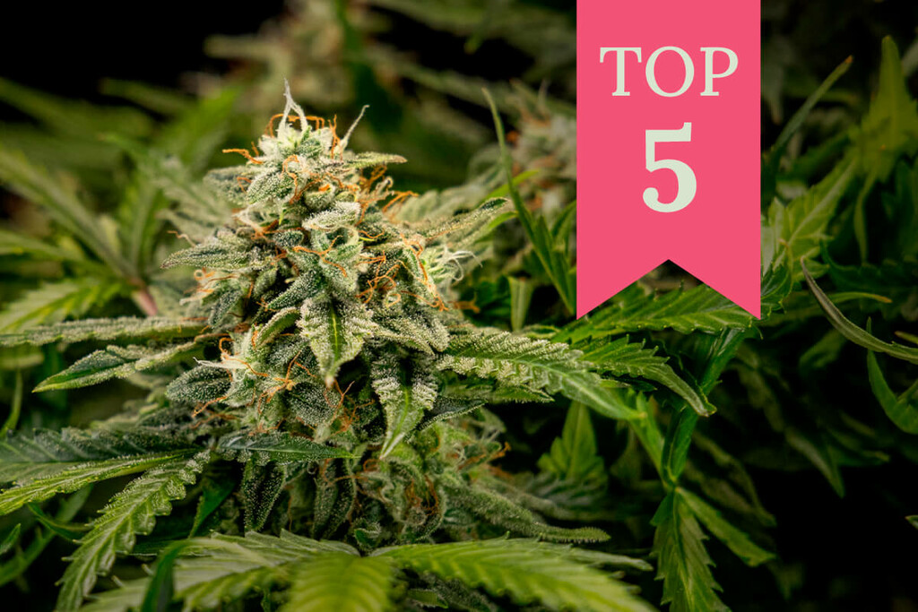 As melhores estirpes para cultivadores e fumadores novatos