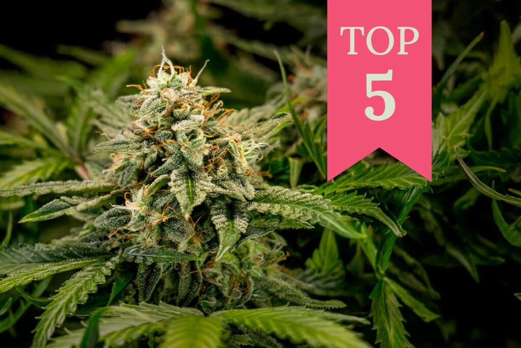 As melhores estirpes para cultivadores e fumadores novatos