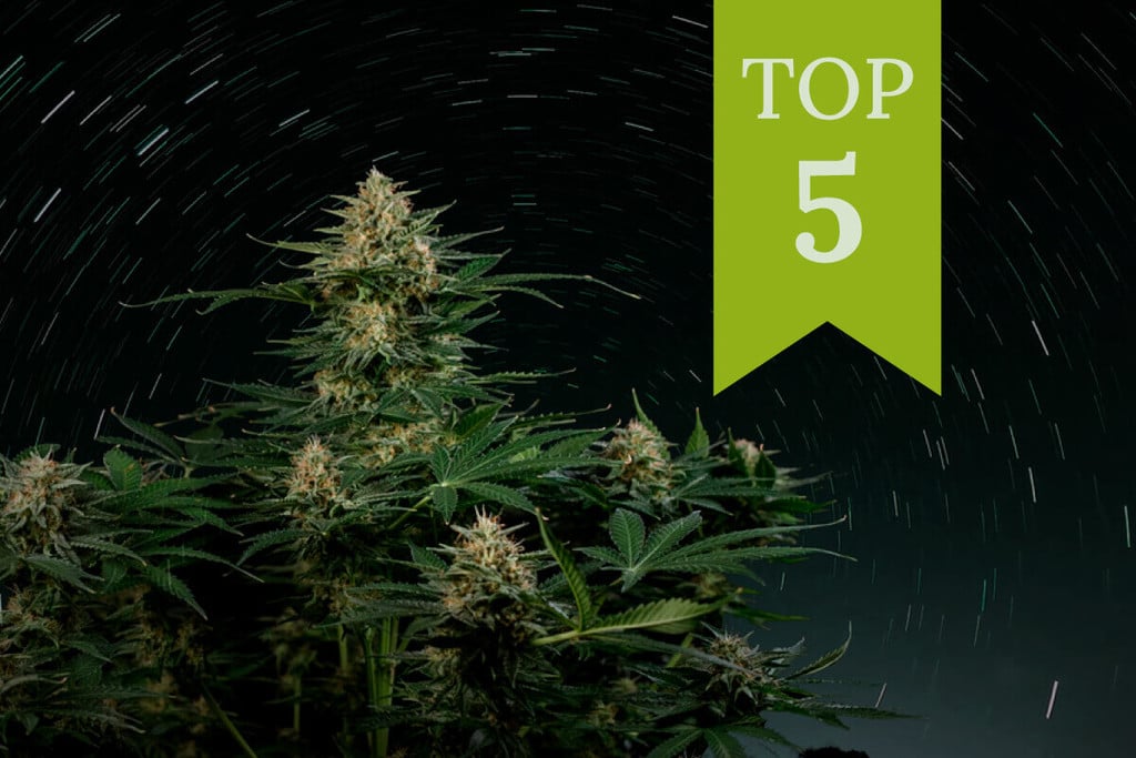 Top 5 autos ricas em THC de 2024