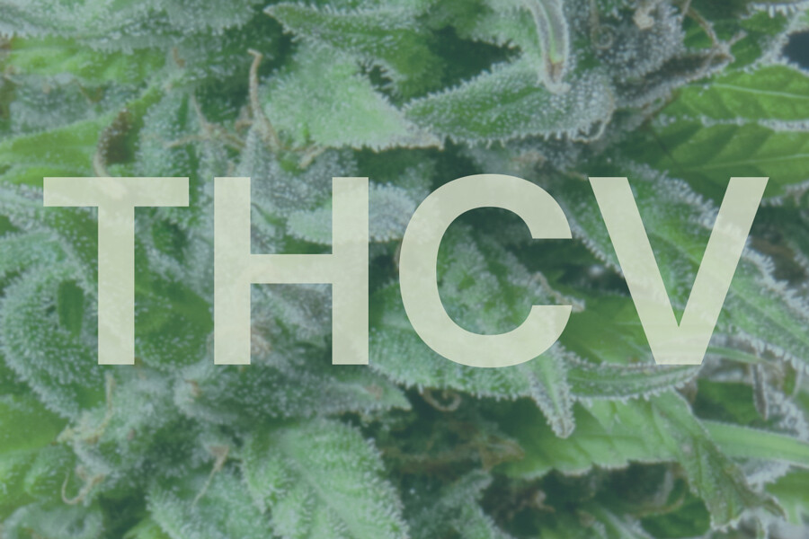 O que é a THCV e como se compara com o THC?