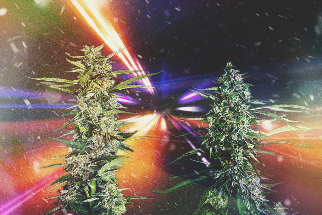 Estirpes de Canábis Mais Rápidas de 2025