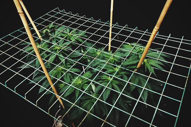 Como e Porquê Fazer o ScrOG às Suas Plantas de Canábis