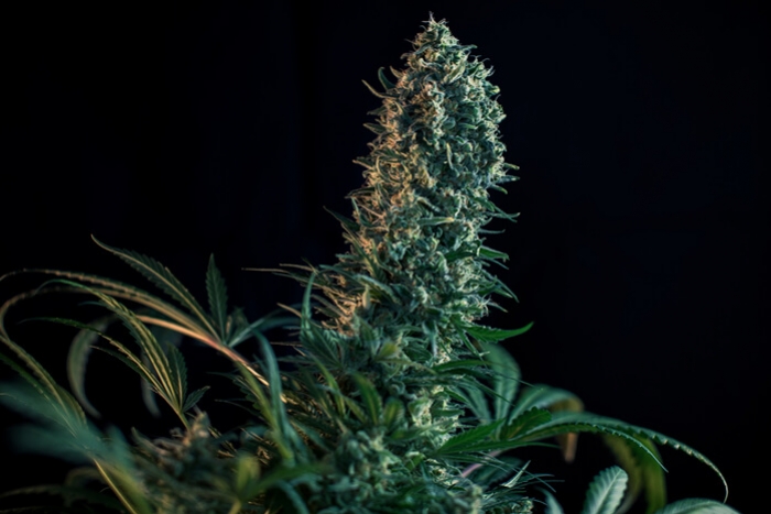 A Fase de Floração da Canábis, Semana a Semana