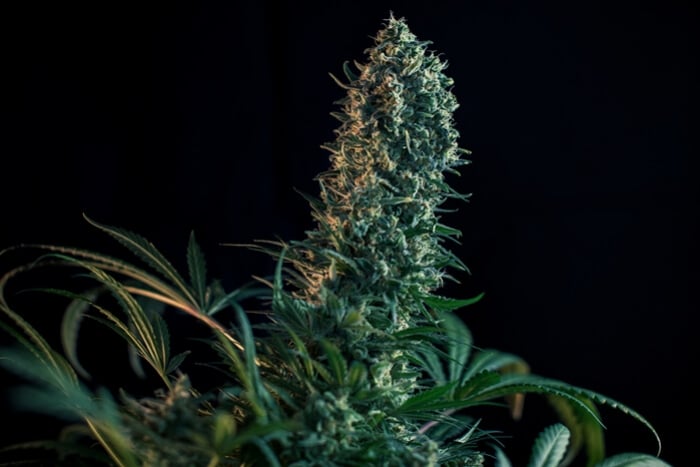 A Fase de Floração da Canábis, Semana a Semana