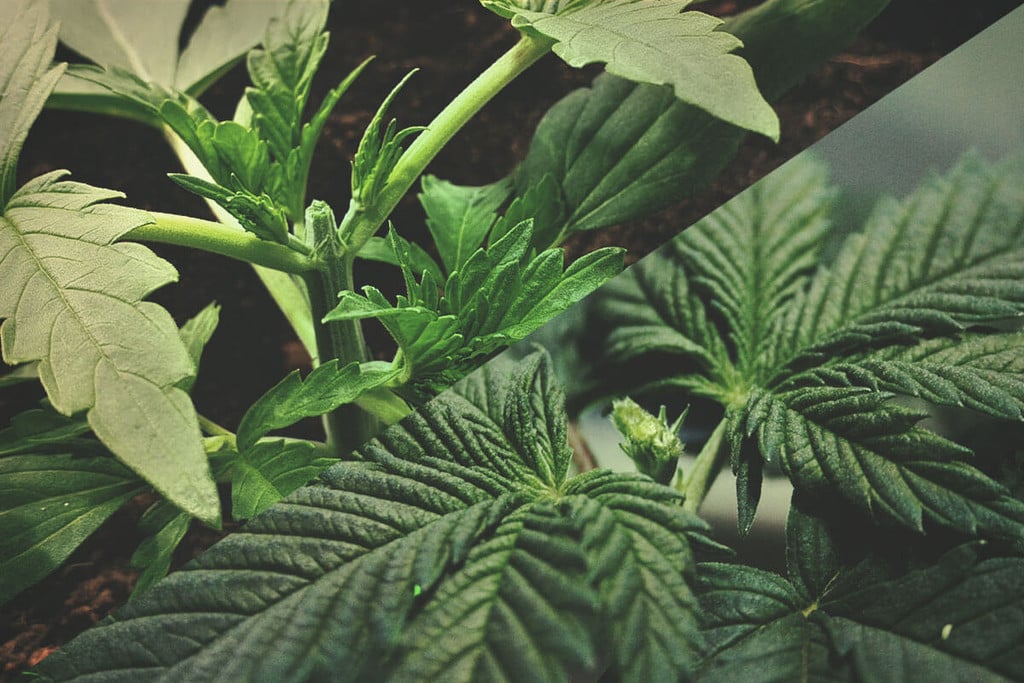 Poda da marijuana: poda superior vs. poda FIM