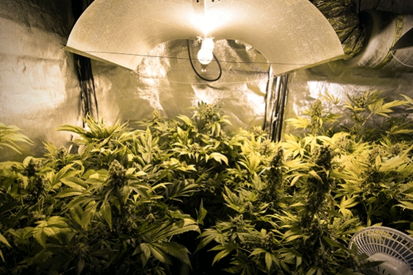 Dicas de Cultivo de Canábis: Como Configurar as Luzes de Cultivo de Interior