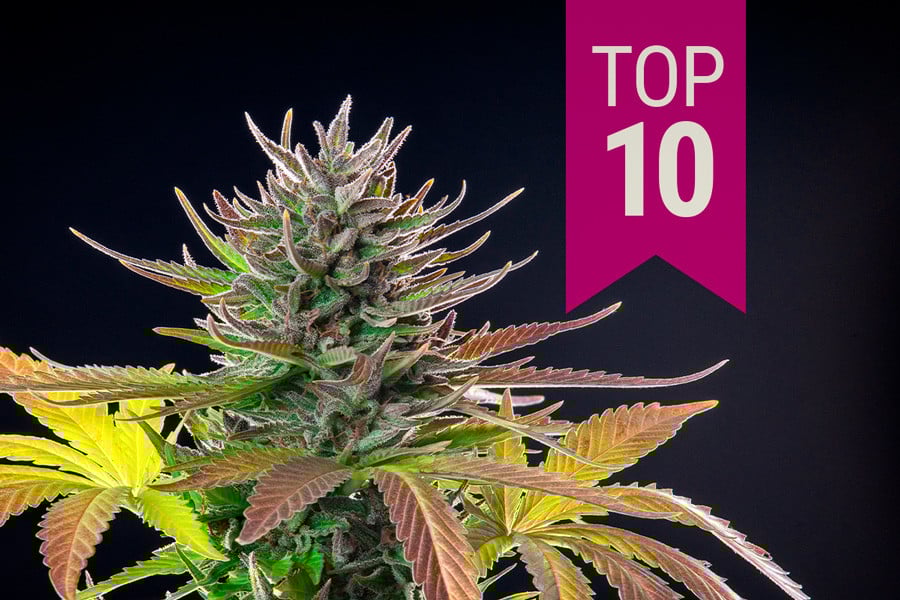 Top 10 melhores estirpes sativa de 2025