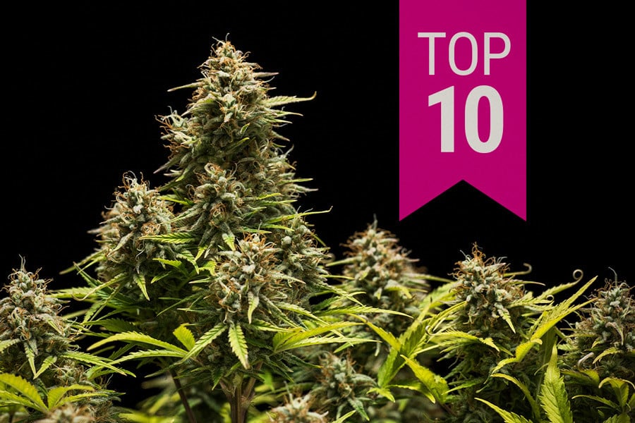 Top 10 melhores estipes de canábis indica de 2024