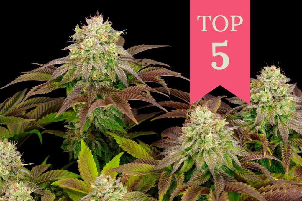 As 5 variedades de canábis indica mais potentes