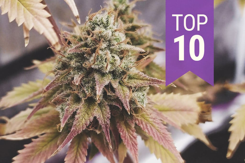 Top 10 Estirpes Ricas em THC de 2024