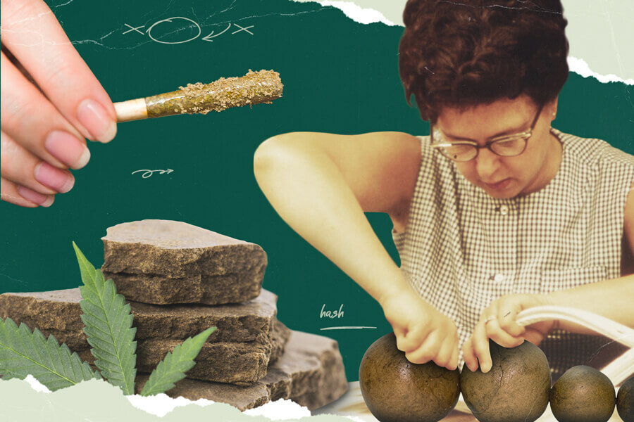 O guia completo sobre como produzir haxixe em casa