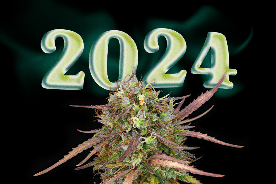 Principais novas estirpes de erva de 2024