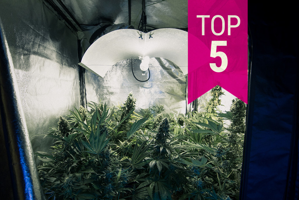 Top 5 Estirpes de Canábis de Baixo Odor para Manter-se Furtivo em 2025