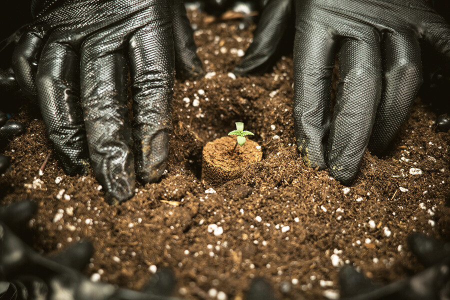 O Melhor solo para cultivar canábis autoflorescente