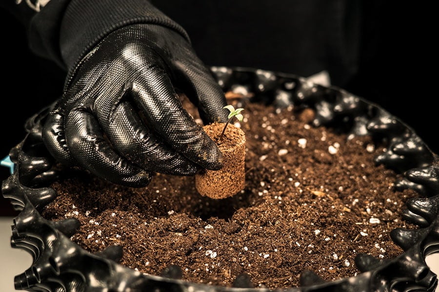 Como e quando transplantar plântulas de canábis