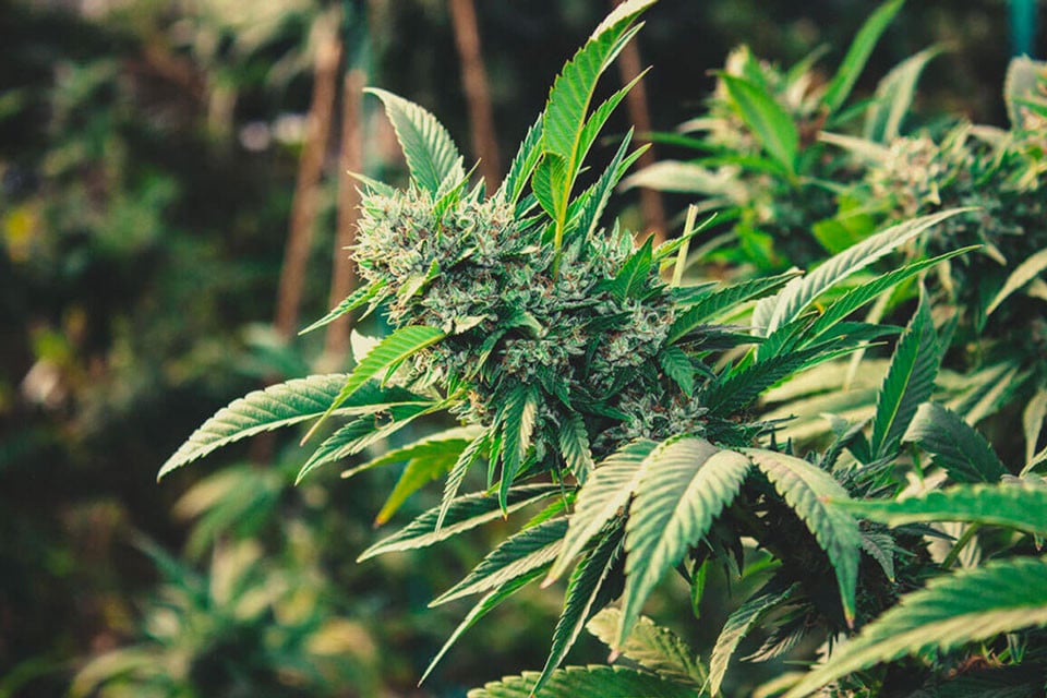 Como Cultivar Canábis no Exterior em 2025