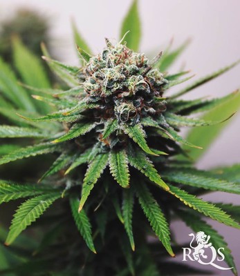 Northern Light Northern Light