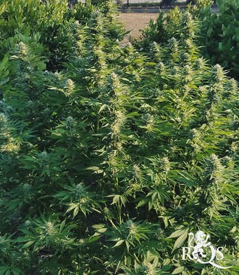 Northern Light Northern Light