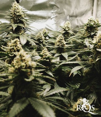 White Widow White Widow