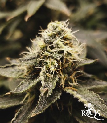 White Widow White Widow