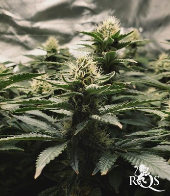 White Widow White Widow