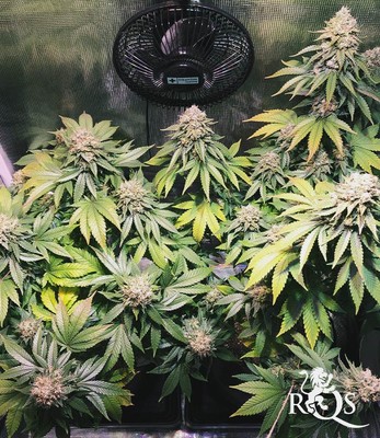 White Widow White Widow