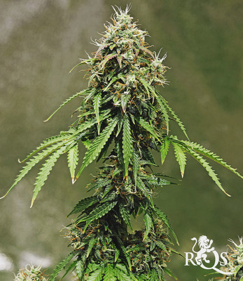 Royal Haze Auto Royal Haze Auto