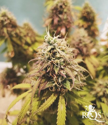 Mix de Auto Florescentes