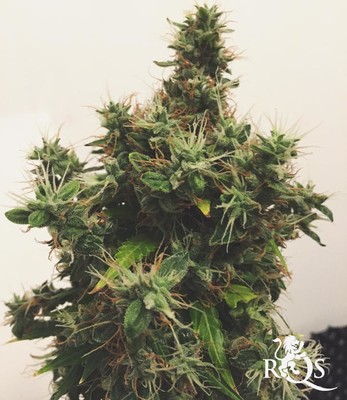 Mix de Auto Florescentes