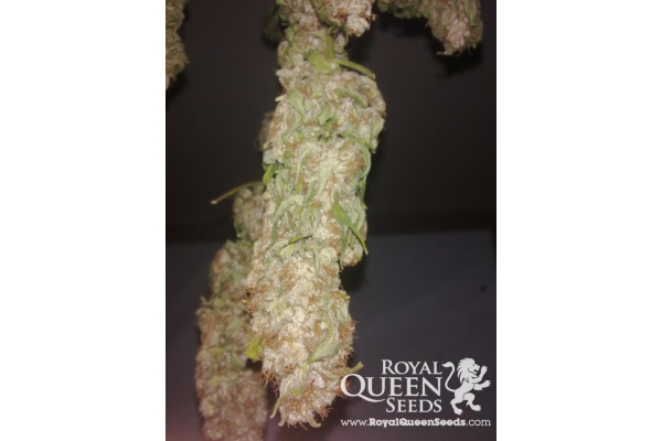 Special Kush 1 Special Kush 1