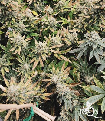 Special Queen 1 Special Queen 1